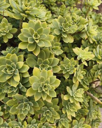 pianta grassa sedum palmeri