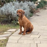 Cucciolo Rhodesian Ridgeback