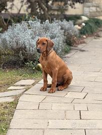 Cucciolo Rhodesian Ridgeback