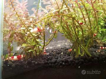 Acquario Caridine Crystal Red