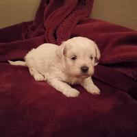 Maltese cuccioli