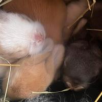 Cuccioli coniglietti Mini Lop