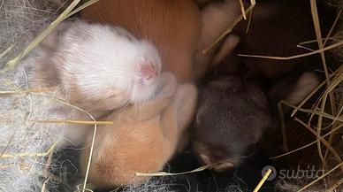 Cuccioli coniglietti Mini Lop