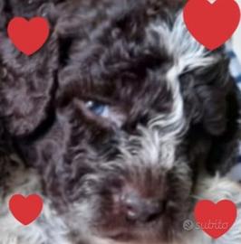 Cuccioli Lagotto Romagnolo pedigree Roy