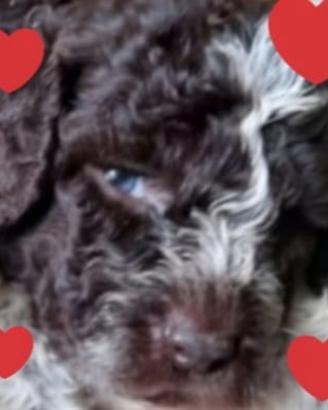 Cuccioli Lagotto Romagnolo pedigree Roy