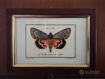 Stampa di falena "L'écaille noire & rouge"