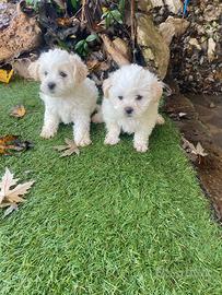 Cuccioli di Maltipoo