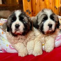 Cucciolo Mastino dei Pirenei