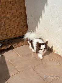 Monta Chihuahua