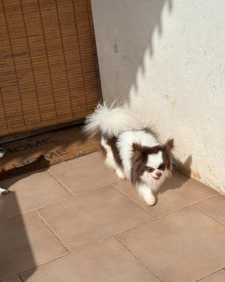 Monta Chihuahua