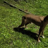 Segugio Maremmano da cinghiale