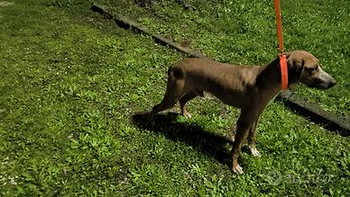 Segugio Maremmano da cinghiale