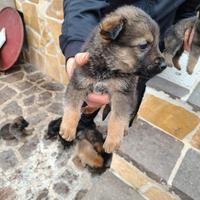 6 adorabili cagnolini