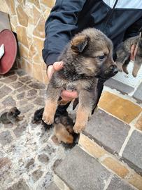 6 adorabili cagnolini