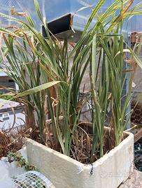Typha, Pianta palustre per laghetti e mini pond..