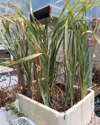 Typha, Pianta palustre per laghetti e mini pond..