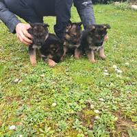Cuccioli di pastore tedesco