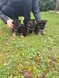 Cuccioli di pastore tedesco