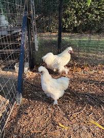 Galline moroseta