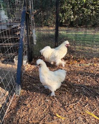 Galline moroseta
