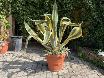 Agave ventennale in vaso
