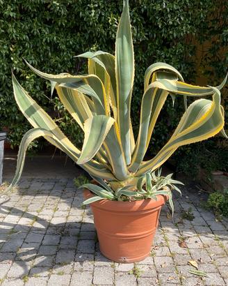 Agave ventennale in vaso