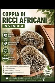 Coppia di ricci africani