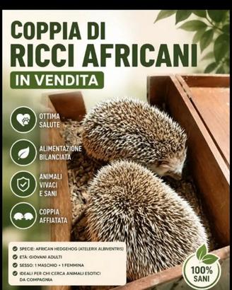 Coppia di ricci africani