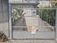 Immagine 6