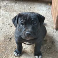 Cucciolo cane corso maschio