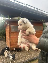 Cucciolo di border collie