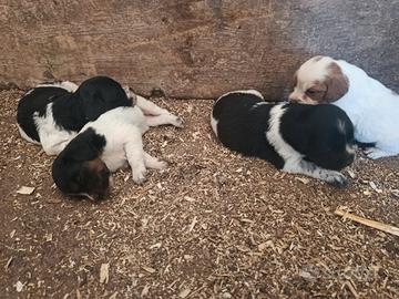 Cuccioli di Breton