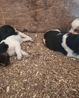Cuccioli di Breton