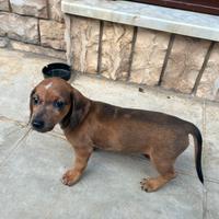 Disponibile bassotta arlecchino