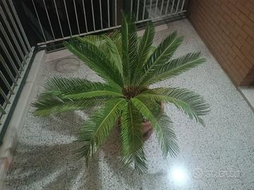 cycas