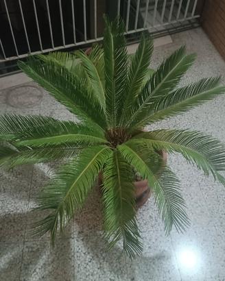 cycas