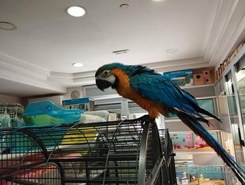 Ara arauna allevata a mano