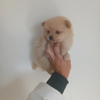 Cucciolo spitz mini toy da borsetta