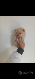 Cucciolo spitz mini toy da borsetta