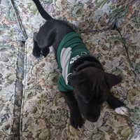 Cane amastaff 4 mesi