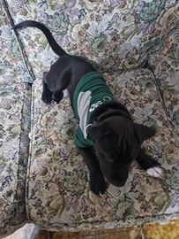 Cane amastaff 4 mesi