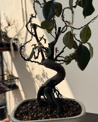 Bonsai di melocotogno giapponese