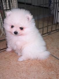 Spitz Pomerania nano maschio