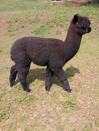Alpaca giovani maschi