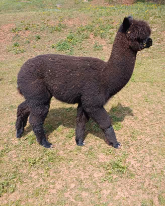 Alpaca giovani maschi