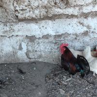 Gallo 10 coppia 15