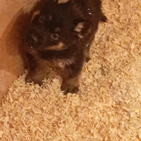 Cuccioli di pastore tedesco 366