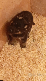 Cuccioli di pastore tedesco 366