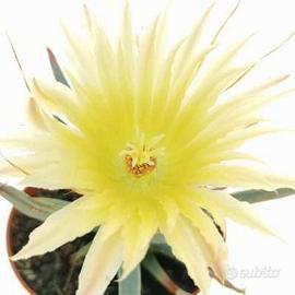 Leuchtembergia principis, cactus