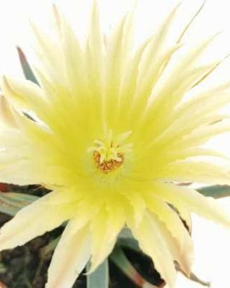 Leuchtembergia principis, cactus